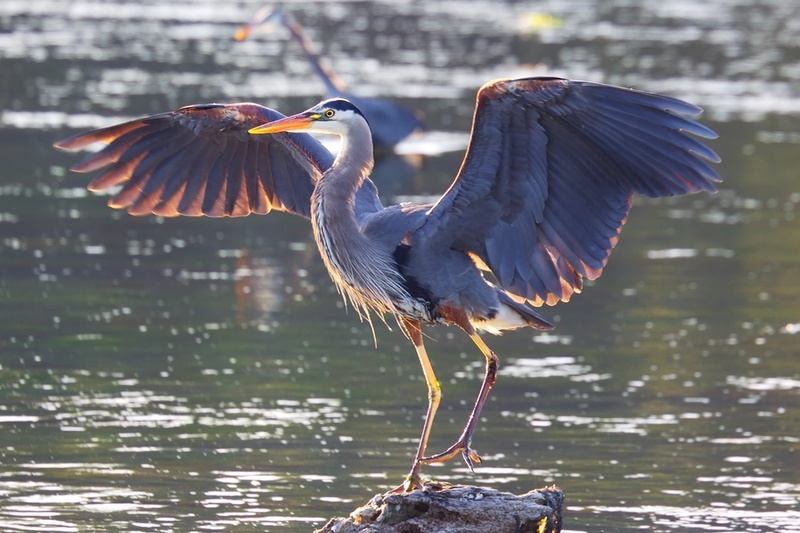 Heron Meaning and Symbolism and the Heron Spirit Animal