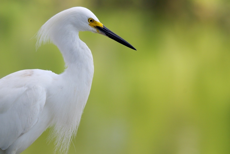 Snowy Egret