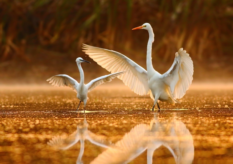 Pair of Egrets