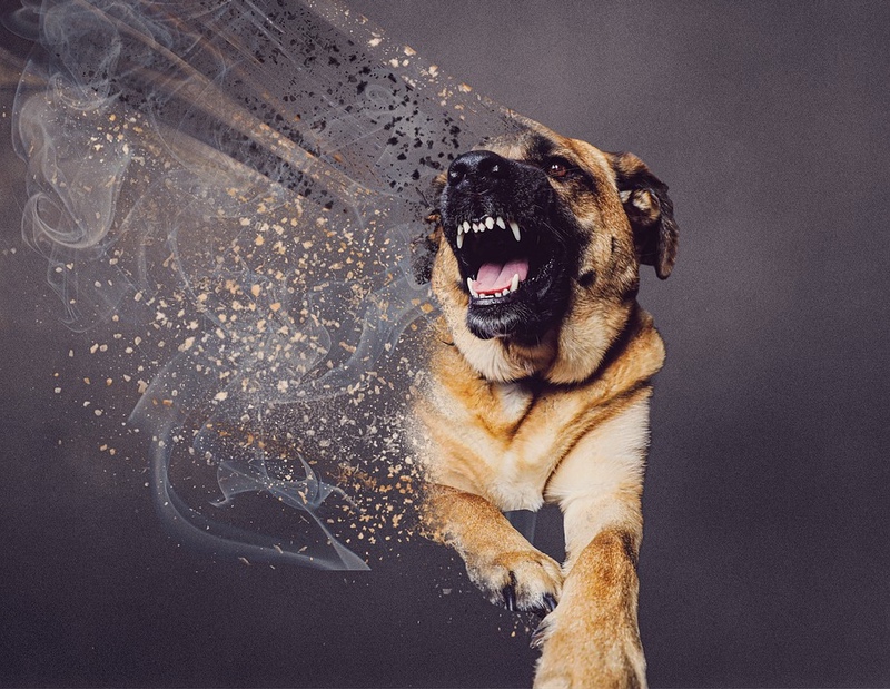 Aggressive Dog