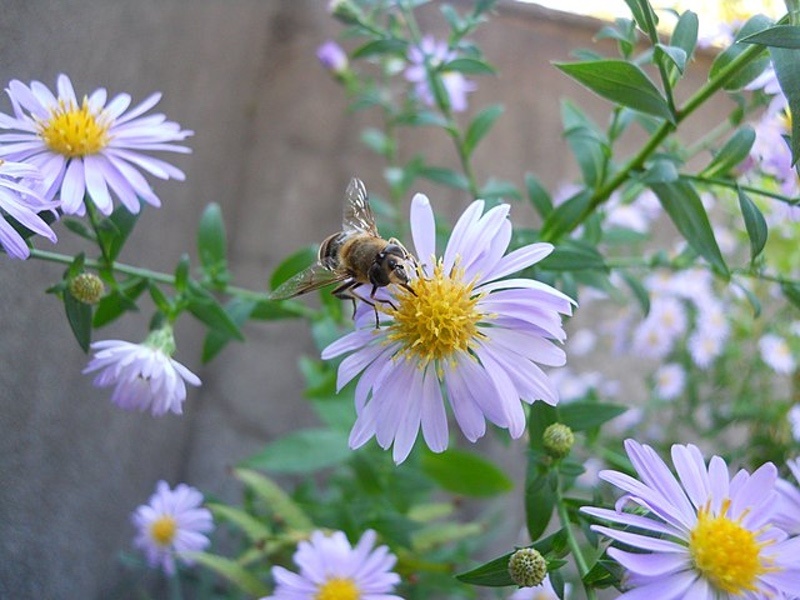Aster Flower Meaning and Symbolism + Mythology UniGuide