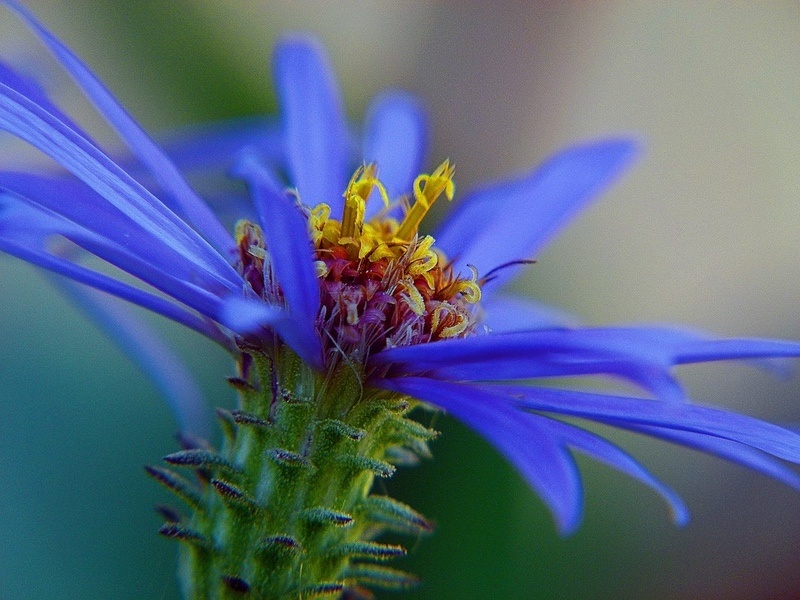 Blue Arctic Aster Flower