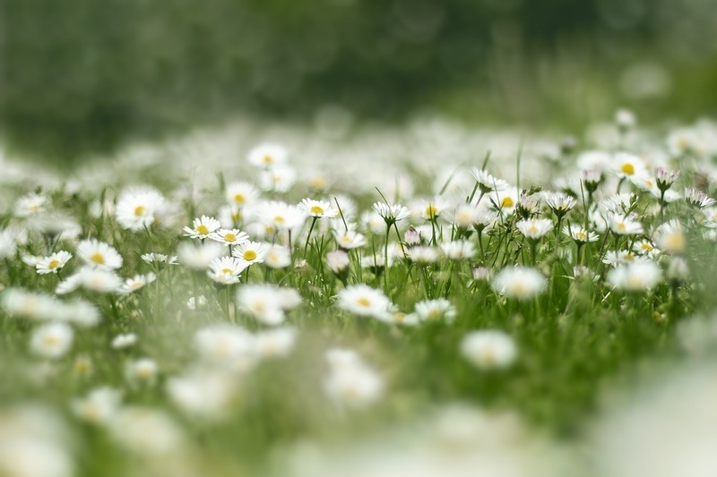 Daisy Flower Meaning, Symbolism & Mythology UniGuide