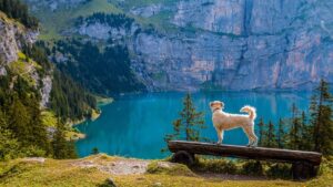 Dog Alpine Lake