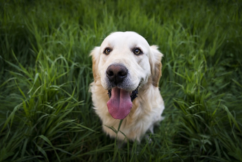 Friendly Dog