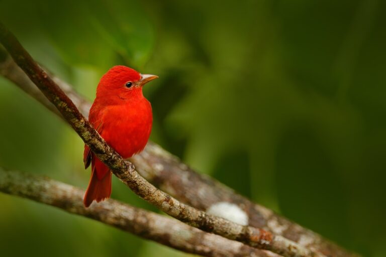 Summer Tanager