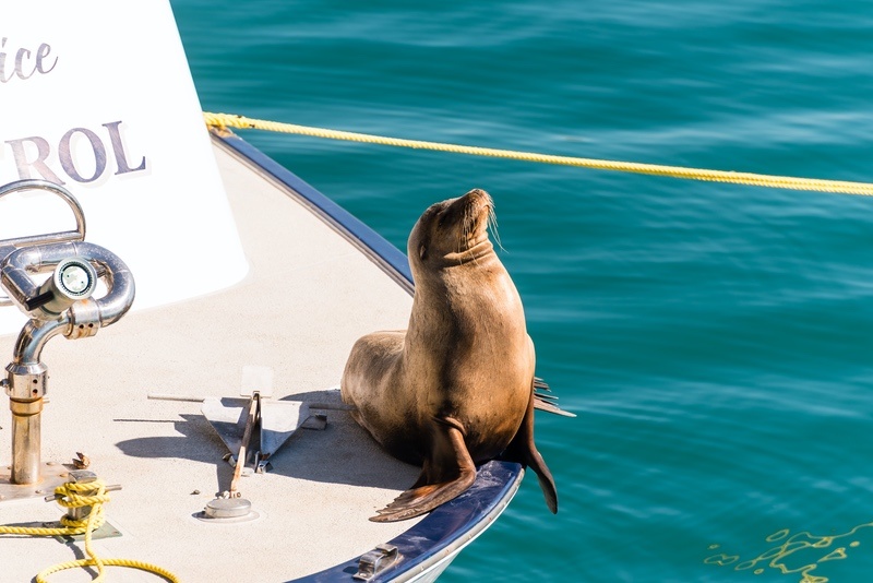 Sea Lion on a Boat