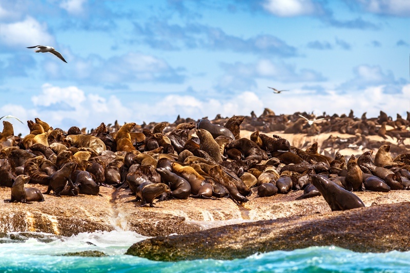 Sea Lion Colony