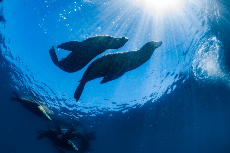Sea Lions Underwater