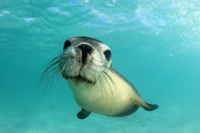 Curious Sea Lion
