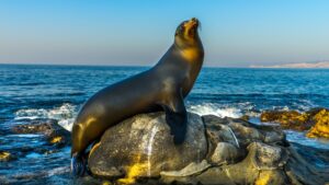 Sea Lion Basking on a Rock
