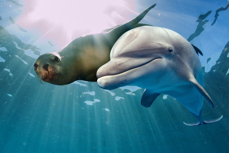 Sea Lion and Dolphin
