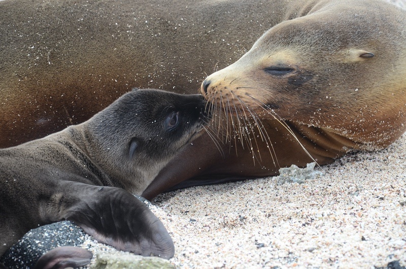 Sea Lion and Pup