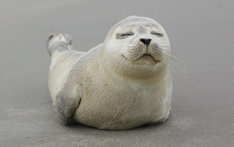Seal Pup