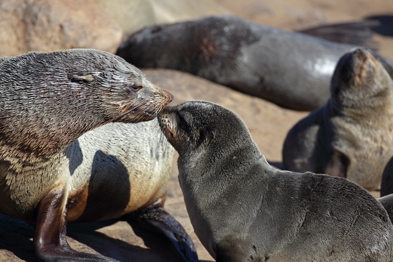 Seal Meaning & Symbolism & the Sea Lion Spirit Animal UniGuide