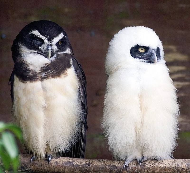 Two Spectacled Owls