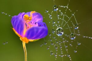 Meaning of Dreaming About a Spider