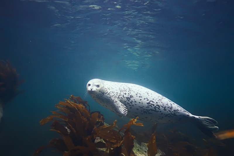 Seal Meaning & Symbolism & the Sea Lion Spirit Animal UniGuide