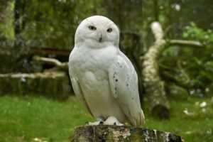 Snowy Owl