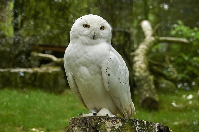 White Feathers: Its Symbolic and Spiritual Meaning in Life