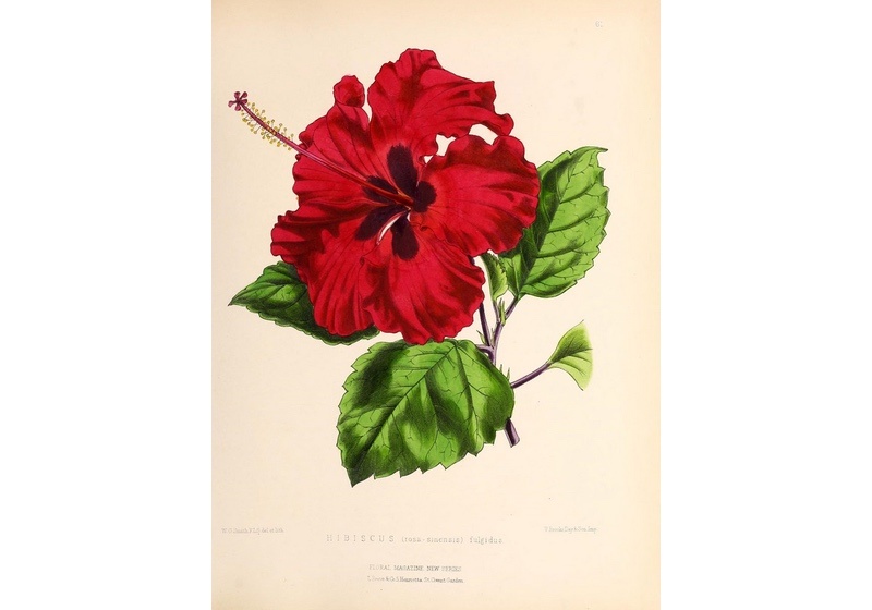 Vintage illustration of a hibiscus flower 