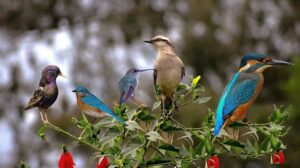 Bird Meanings