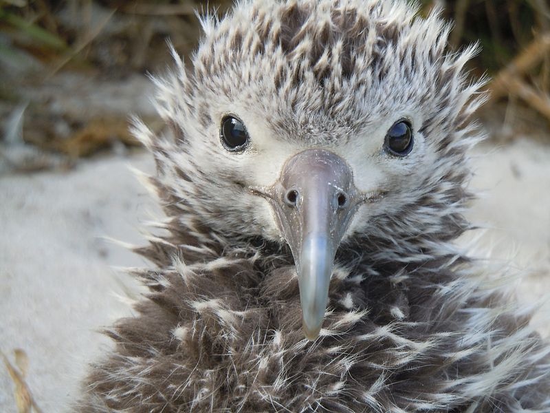 Albatross Chick