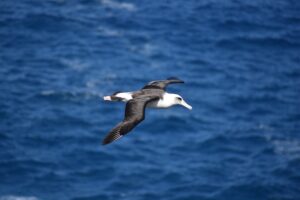 Albatross in Flight