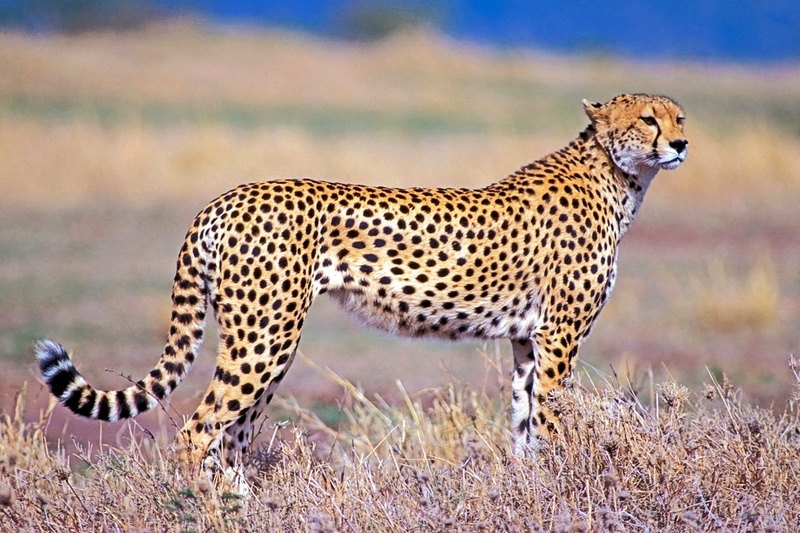 Beautiful Cheetah