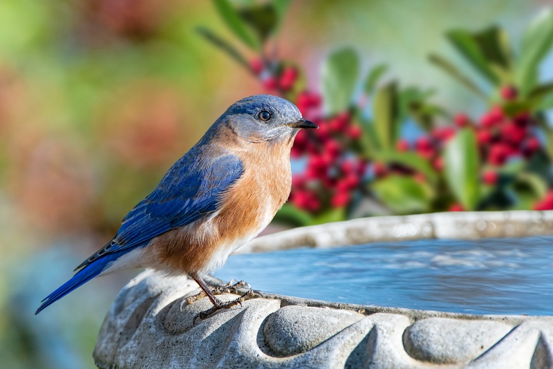 Bluebird at Bird Bath