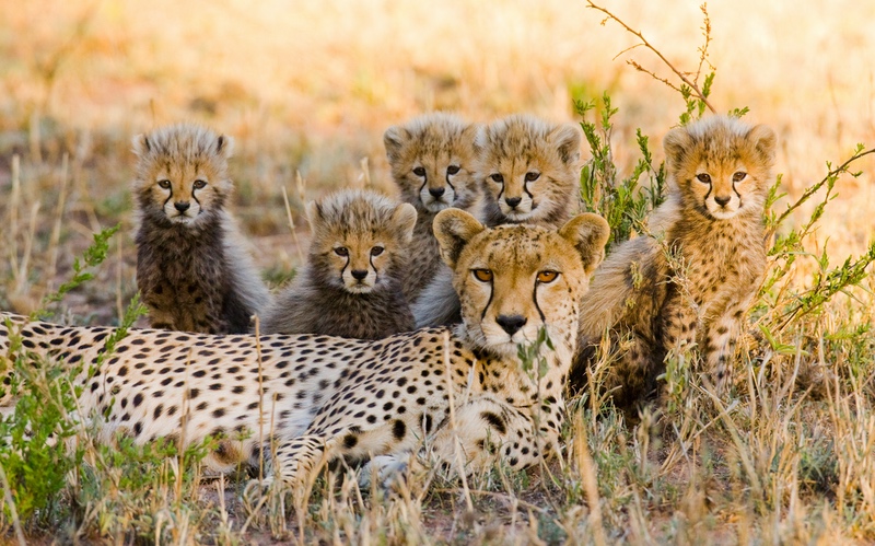 Cheetah and Cubs