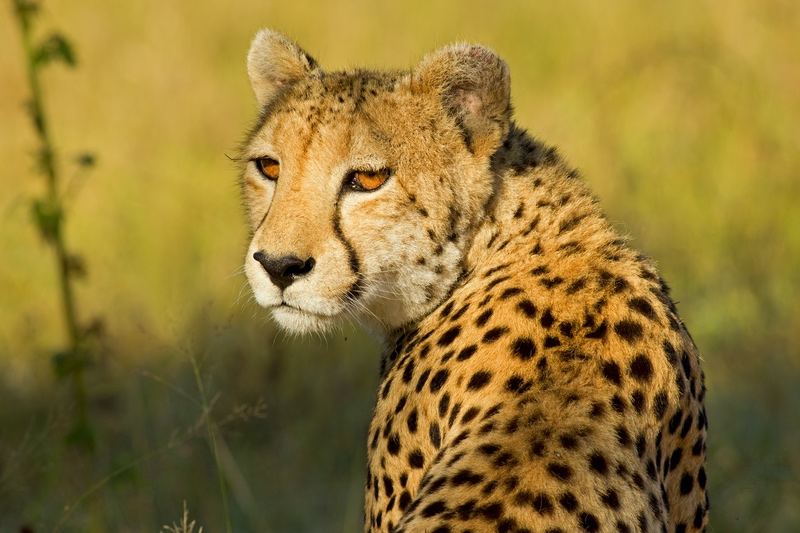 Cheetah Eyes