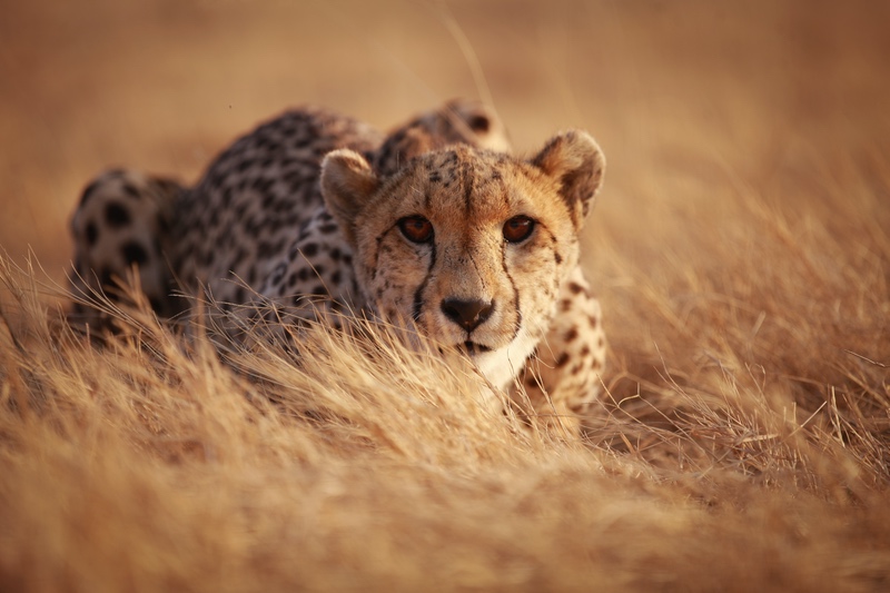 Cheetah Hunting