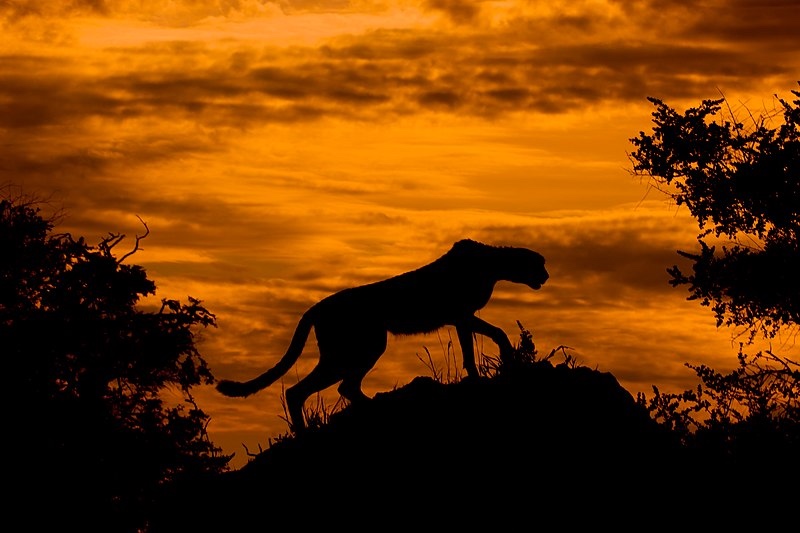 Cheetah Spirit Animal