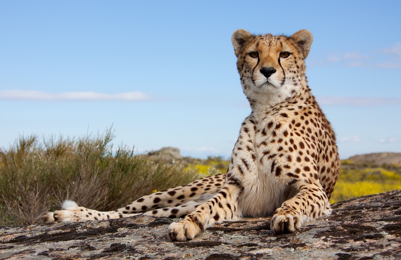 Cheetah Relaxing