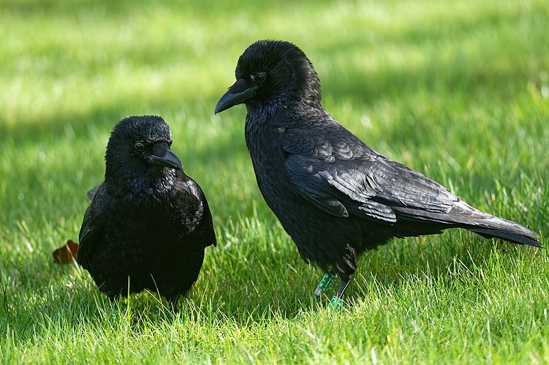 Crow Couple