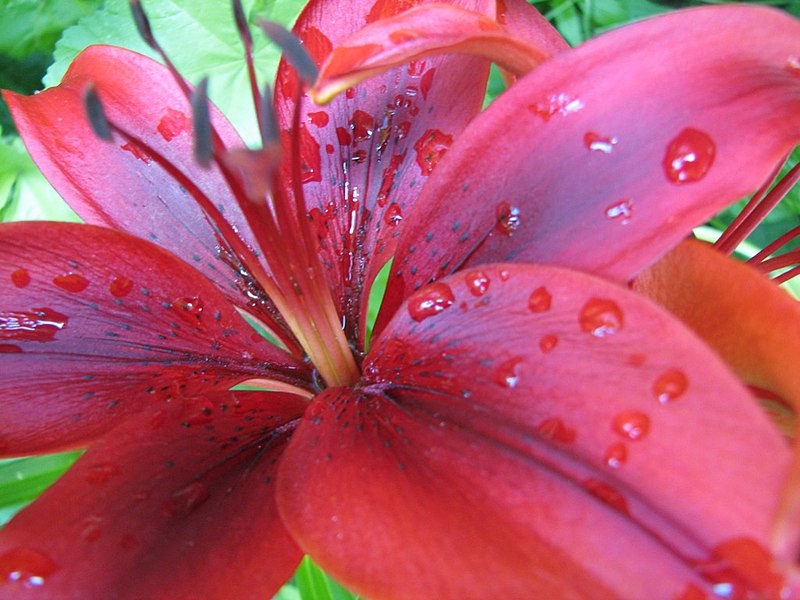 Raindrops on Tiger Lilies