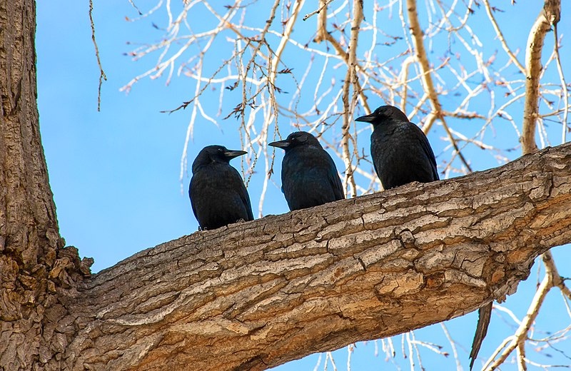 Three Crows in a Tree