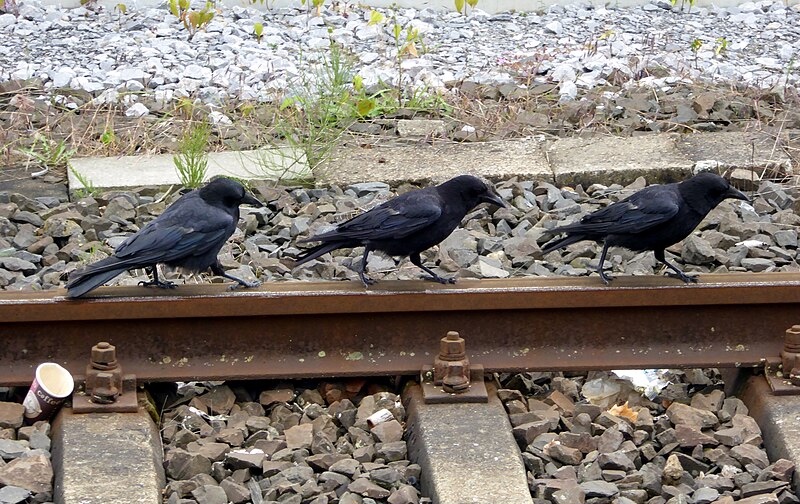 Three Crows on a Railroad
