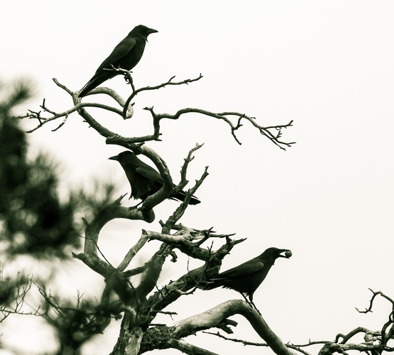 Three Crows Tree Top