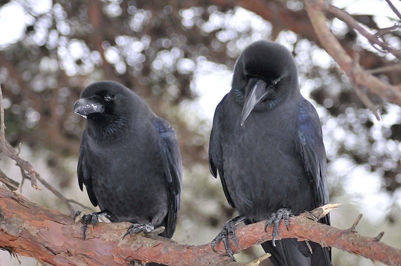 Meaning of Two Crows