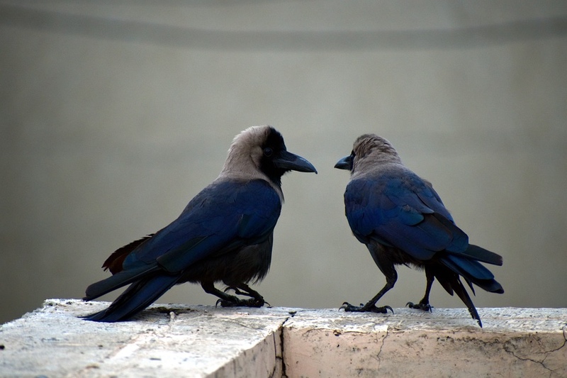 Two Crows