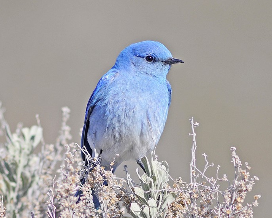 Bluebird Meaning & Symbolism & the Bluebird Spirit Animal