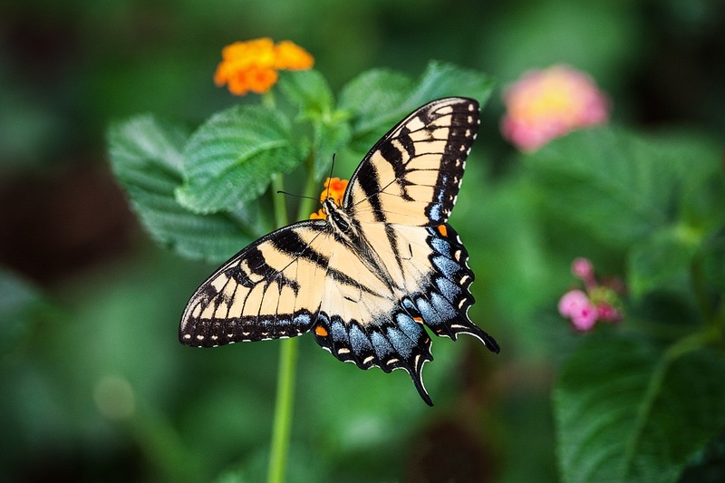 Yellow and Blue Butterfly on Green Leaves