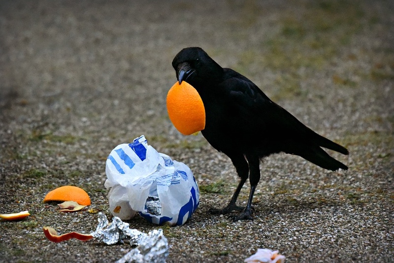 Crow Finding Food