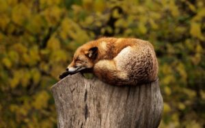 Fox Sleeping