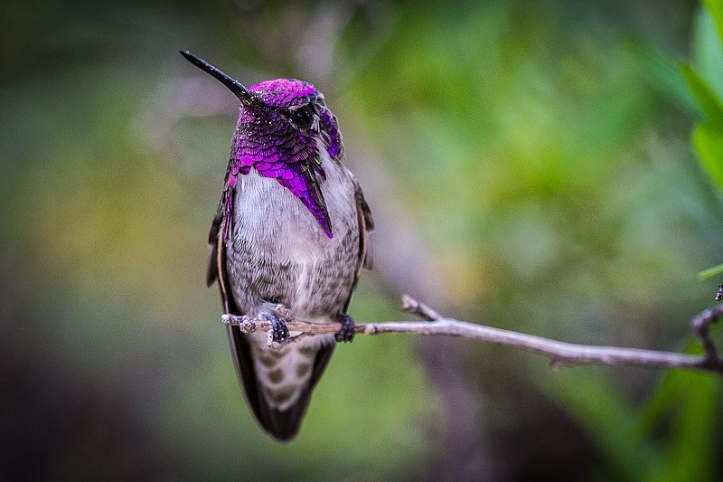 Purple Hummingbird