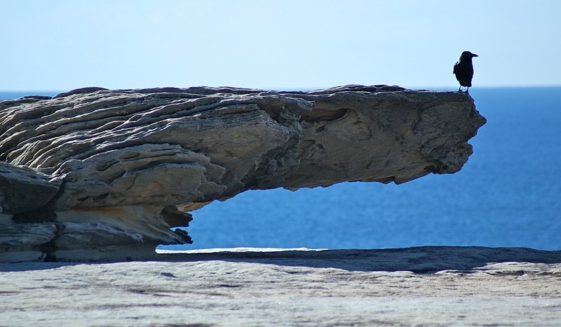 Crow on Rock at Beach