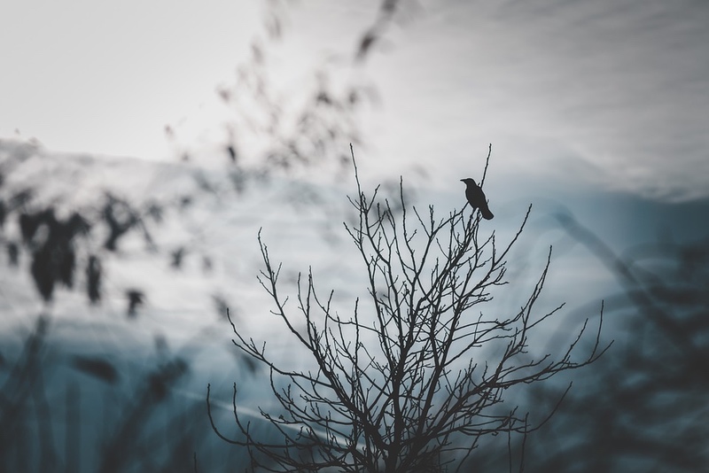 Single Crow on a Tree