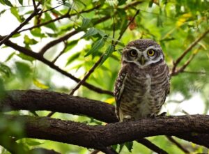 Owlet in a Tree